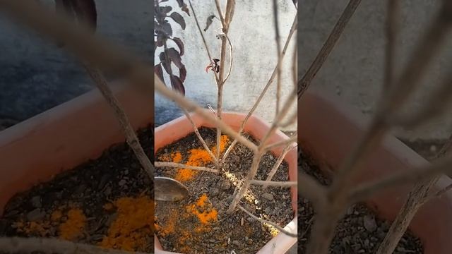Turmeric powder is best of fungi site for all plant & tulsi plant #youtubeshorts #gardening #short смотреть онлайн