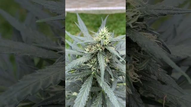 BLACK MAMBA - EVOLUTION смотреть онлайн