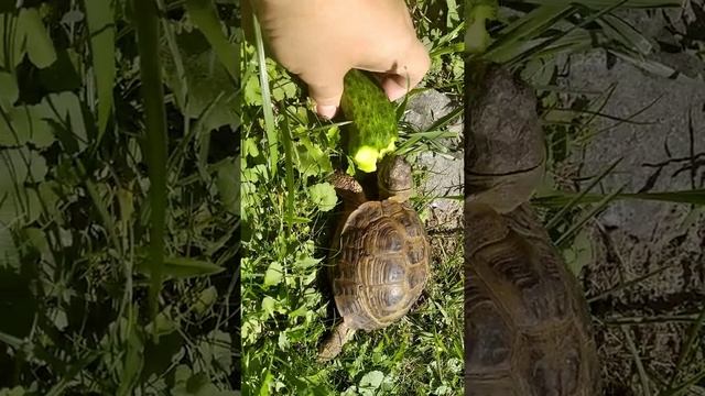 Среднеазиатская черепаха КЕША уплетает огурец смотреть онлайн
