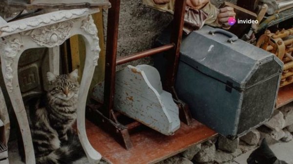 Домашние кошки история одомашнивания