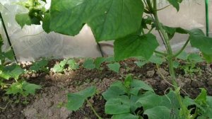 Первые огурчики на салатик