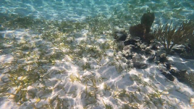 Mexico Rocks and Tres Cocos , the coast of Ambergris Caye, an island in Belize.. April 11, 2023 смотреть онлайн