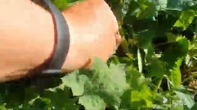 246. Огород продолжает удивлять. смотреть онлайн