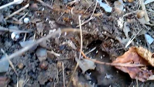 муравьи смотреть онлайн