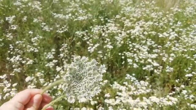 Влог! Семейный выходной! Жарим шашлык! 🌼🌼🌼 смотреть онлайн