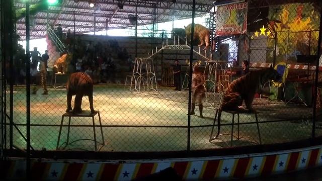 Sriracha Tiger Show, Thailand смотреть онлайн