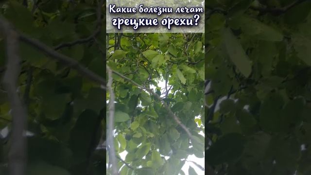 Какие болезни лечат грецкие орехи. ? #shorts смотреть онлайн