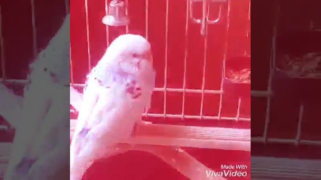 " С новосельем! "Мои чижики в новой,большой клетке! смотреть онлайн