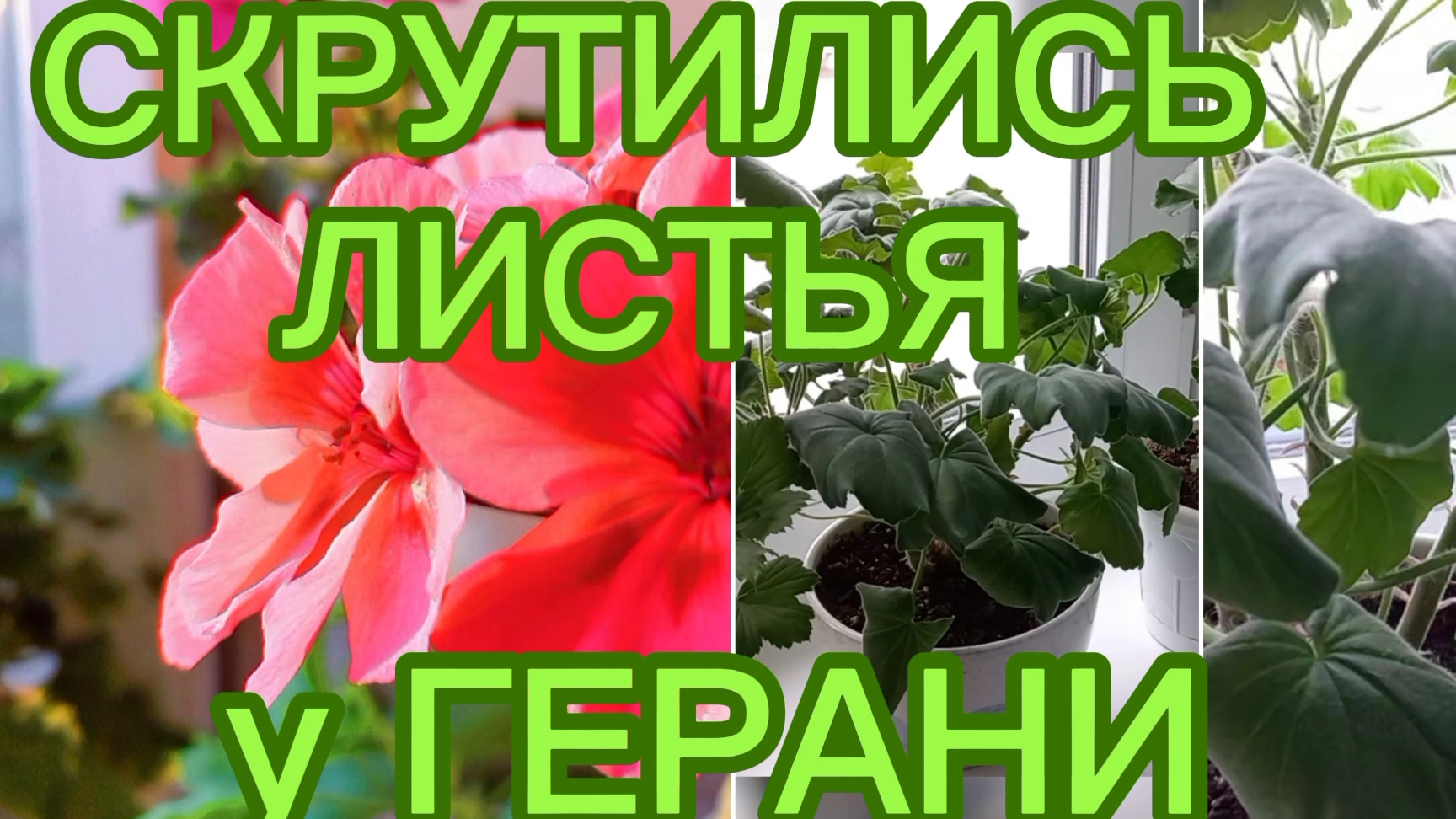 Скрутились листья только у одной Герани.Почему? #комнатноецветоводство #Геранипеларгонии# смотреть онлайн