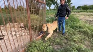 НАПАДЕНИЕ ЛЬВА НА ЛЮДЕЙ! / VLOG В МИРЕ ЖИВОТНЫХ