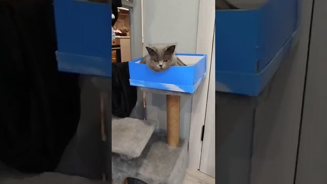 кошка исполняет