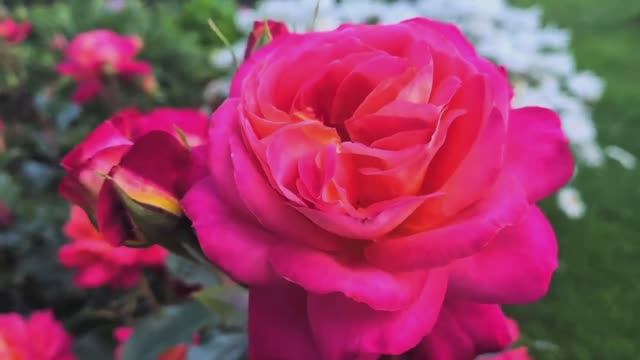 За окном зима.❄️ Видеозарисовки моего летнего сада с названием сортов, сезон 2023-24г.🌹 смотреть онлайн