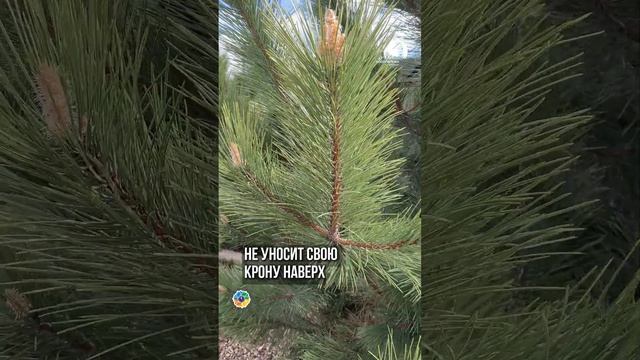 Рекомендуем альтернативу Сосне обыкновенной #сад #garden смотреть онлайн