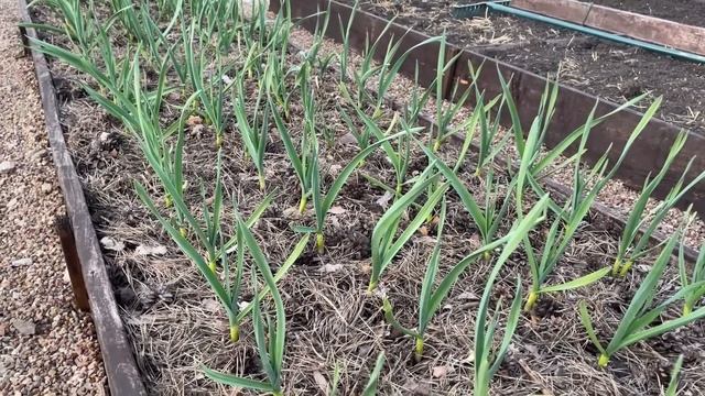 От такой ПОДКОРМКИ перо чеснока будет здоровое и мощное! смотреть онлайн