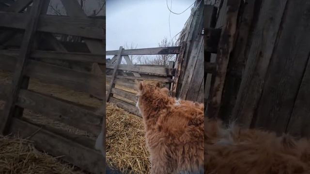 Будущий шашлык #волгоград #медицина #танцы #студенты #врач #овцы #юмор #работа #shorts смотреть онлайн