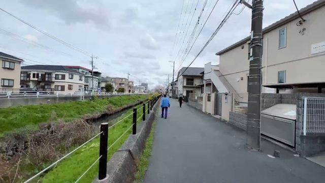 Japan's Cherry Blossoms Are In Full Bloom Now! | JAPAN LIVE STREAMS 2024 смотреть онлайн