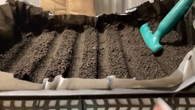 Теперь РАССАДУ КАПУСТЫ выращиваю только так! Результат отличный! смотреть онлайн