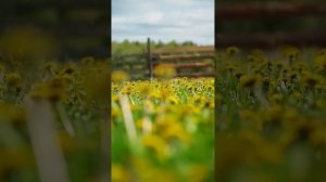 Родина моя - Россия #деревня #жизньвдеревне #хутор#матушказемля#лето#деревенскаяжизнь#домвдеревне