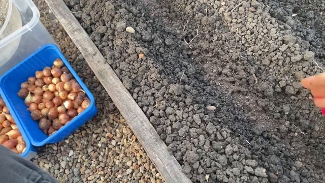 ЛУК вырастет крупный, всего 3 ВАЖНЫХ правила при посадке! смотреть онлайн
