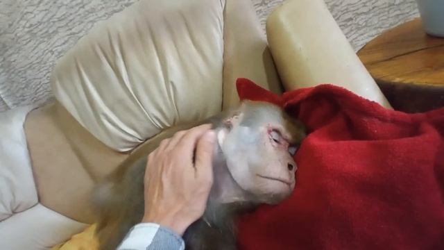 Папины байки перед сном смотреть онлайн