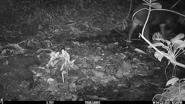 Male Baird's Tapir captured on a camera trap in Drake Bay, Costa Rica - April 22, 2021 смотреть онлайн