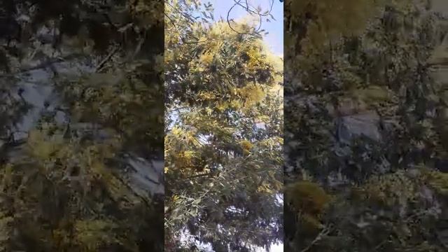 МИМОЗА. АДЛЕР. 24- ФЕВРАЛЯ. смотреть онлайн