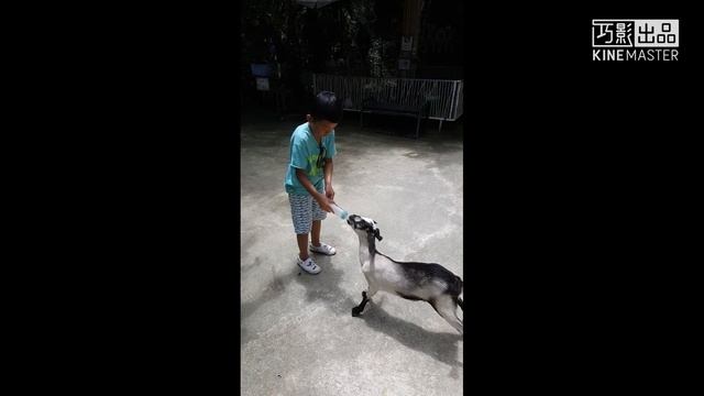 Phuket bird park heung смотреть онлайн