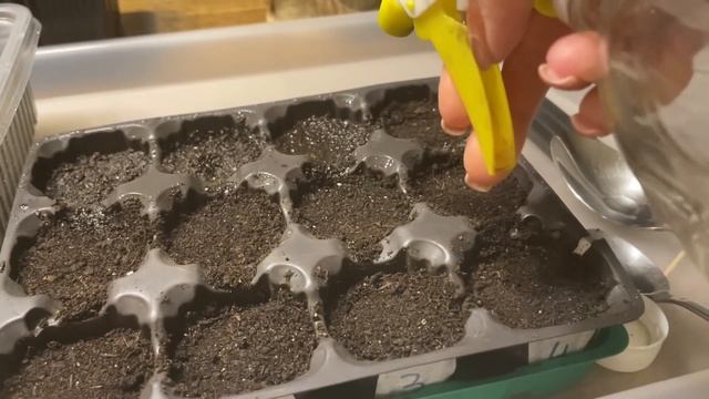 ЭФФЕКТИВНЫЙ ПОСЕВ КОЛЕУСОВ И ЦИНЕРАРИИ! ОБЯЗАТЕЛЬНО ДОБАВЬТЕ ЭТО В ВОДУ! смотреть онлайн