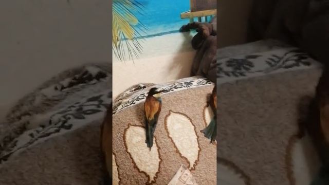 Золотистые щурки - Merops apiaster смотреть онлайн