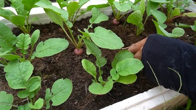 Let's See How To Grow Red Radishes For The Coming Winter, Many Tuber And Very Sweet_2