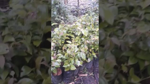 Ceylon Cinnamon Plant смотреть онлайн