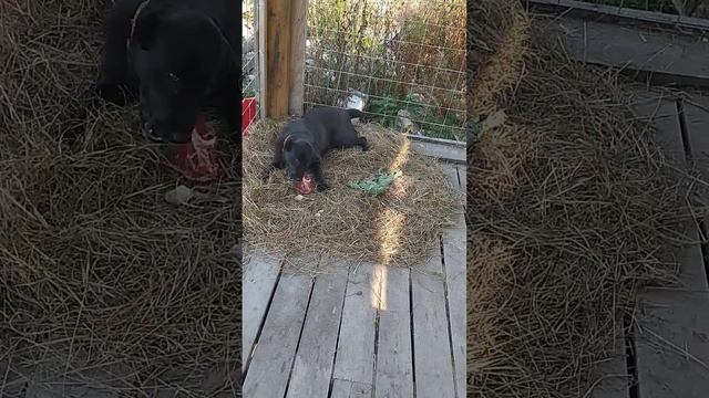 Алаба кашу не ест смотреть онлайн