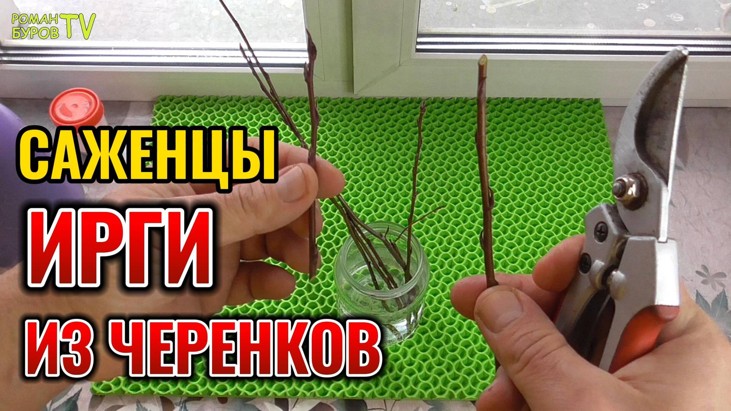 Вот как можно укоренить черенки ИРГИ 👍 Простой способ размножить черенками 🌱 ИГРУ ОЛЬХОЛИСТНУЮ смотреть онлайн