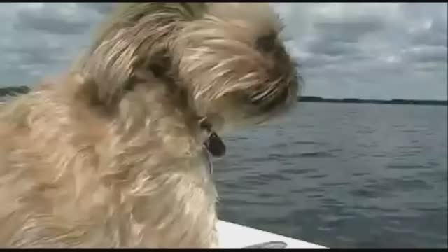 Самые Редкие и Невероятные Породы Собак в Мире. Необычные собаки смотреть онлайн