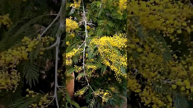 эх, мимоза.. смотреть онлайн