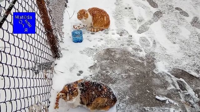Международный Женский День смотреть онлайн