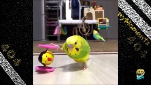 6 Смешные Птицы и Умные Птицы   Видео подборка приколов   Funny Bird Videos