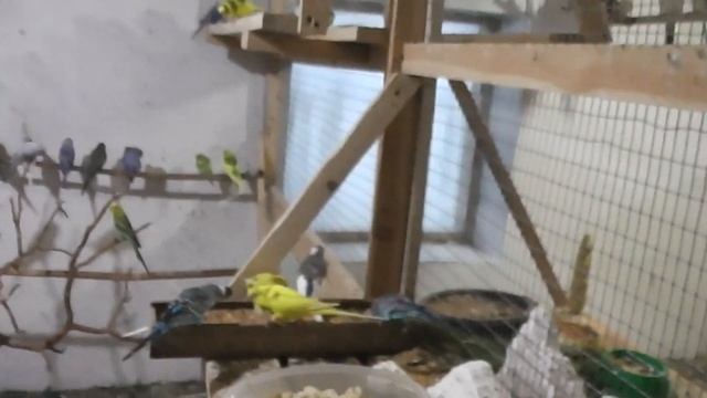 Вот и закончился сезон размножения у попугаев. смотреть онлайн