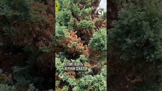 Не спешите удалять высохшие ТУИ смотреть онлайн