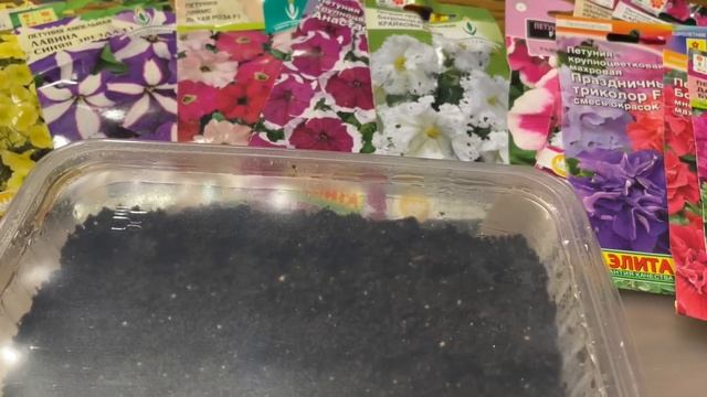 ОТЛИЧНАЯ ВСХОЖЕСТЬ ПЕТУНИИ! Посейте этим способом! Вы не пожалеете! смотреть онлайн