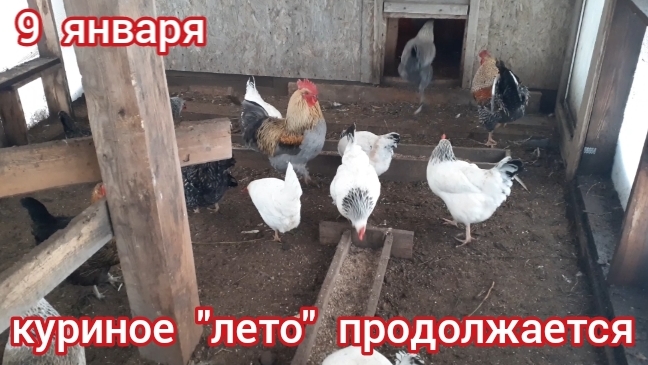 обзор моих кур-несушек на зимнем выгуле и в курятнике... смотреть онлайн