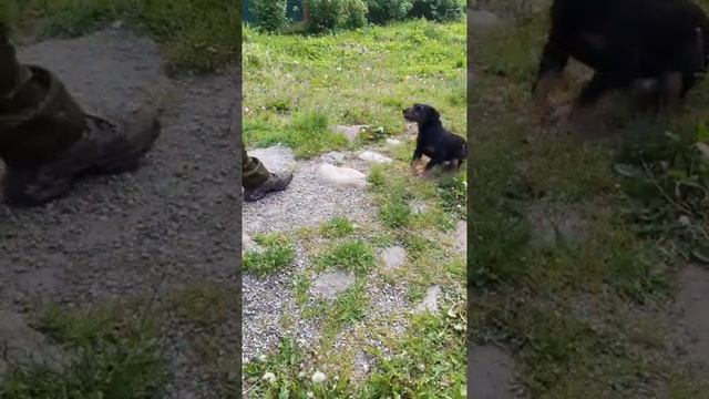 Хрустящие куриные сердечки с картошкой во фритюре #shorts смотреть онлайн