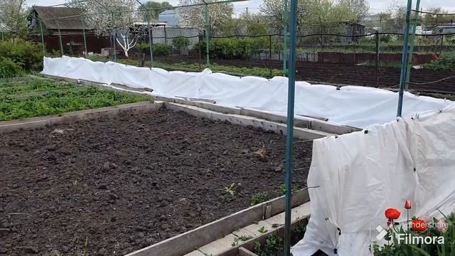 224. Заморозки пришли. Виноградники укрыл. смотреть онлайн