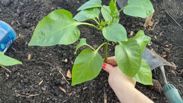 Высаживаю ПЕРЕЦ, самое ГЛАВНОЕ для перца кладу в лунку! смотреть онлайн