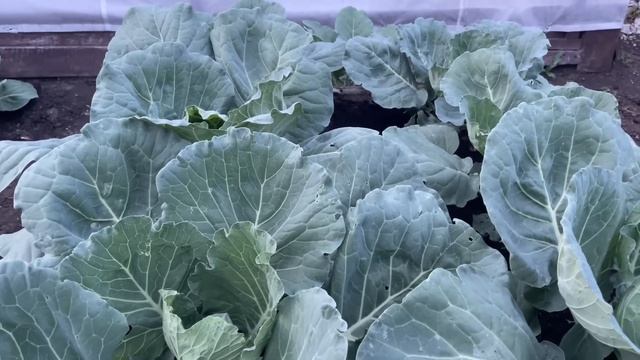 КАПУСТА БУДЕТ ОГРОМНОЙ, сделайте 4 ВАЖНЫЕ ПОДКОРМКИ! смотреть онлайн