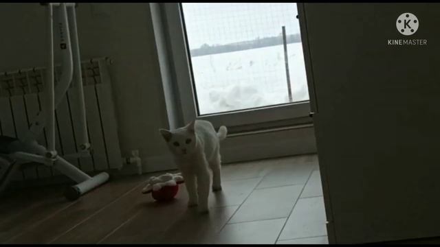 Кот Зефир играет с новой игрушкой смотреть онлайн