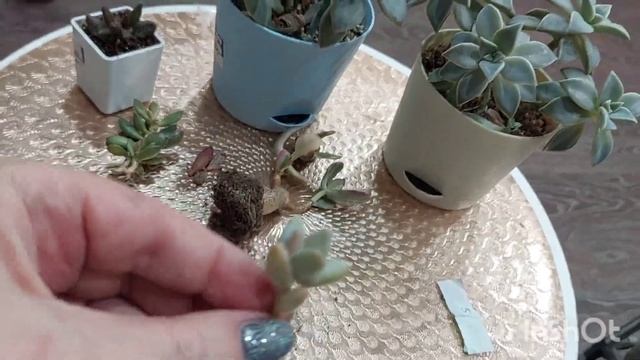 #мояколлекция Суккуленты плохо дошли!!!|Кто виноват?●☆▪︎☆▪︎☆ смотреть онлайн