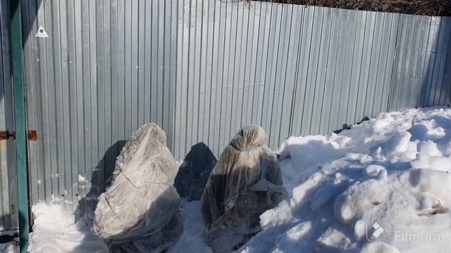 204. Редиску , Салат посеял. Спасаю ТУИ. смотреть онлайн