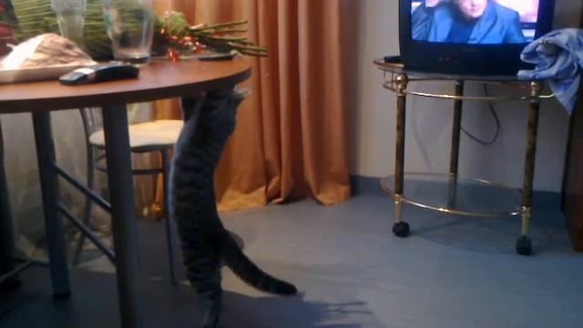 шунтик смотреть онлайн