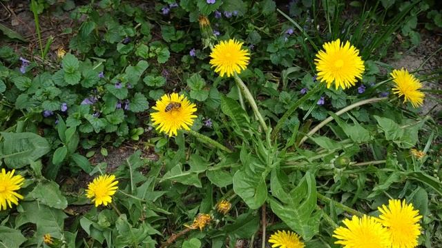 Bees are collecting nectar from dandelions. Пчелы собирают нектар с одуванчиков смотреть онлайн